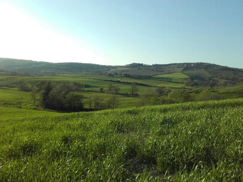 Agriturismo da Remo Villa Magliano in Toscana Esterno foto